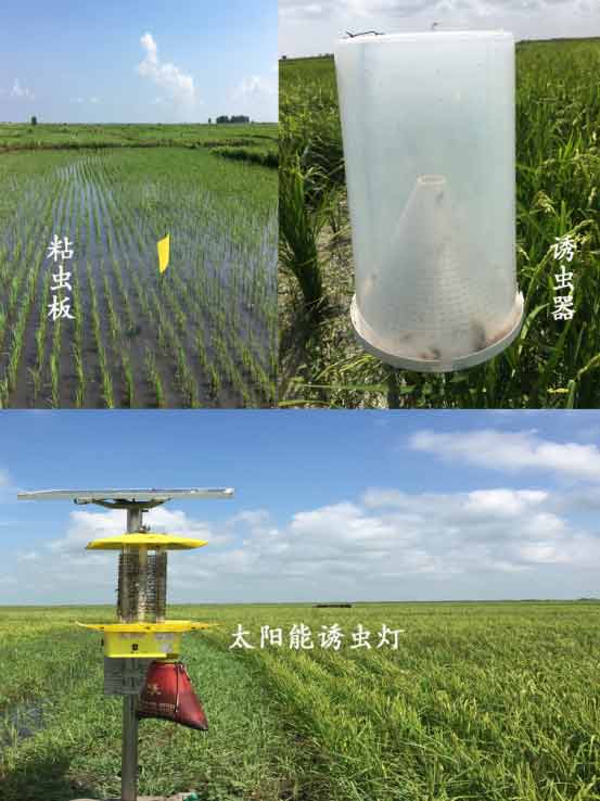 物理、生物防蟲(chóng)